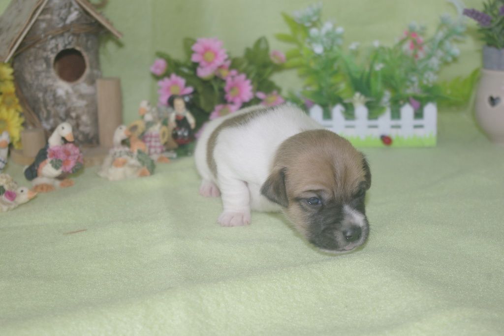 images/contenu/Chiots/jackrussel/002/jack_russel_0002_13.jpg