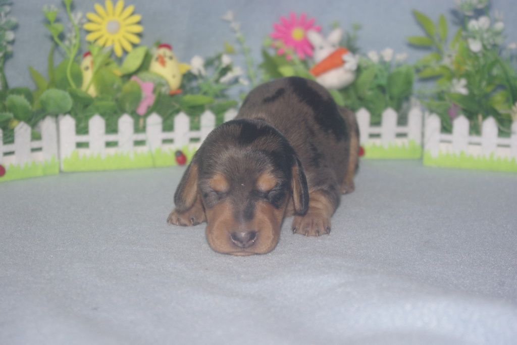 images/contenu/Chiots/teckel/005/teckel_002_13.jpg