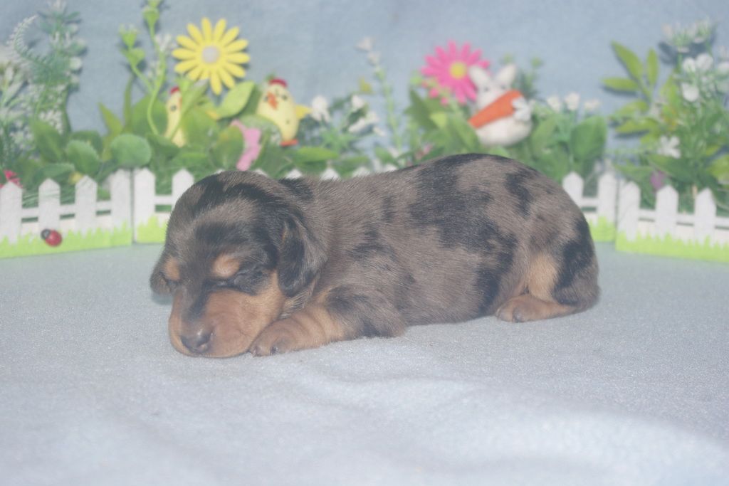 images/contenu/Chiots/teckel/005/teckel_002_4.jpg