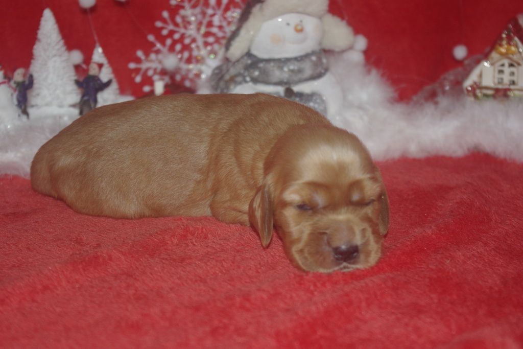 images/contenu/Chiots/Cocker/003/9-cocker_anglais_10.jpg