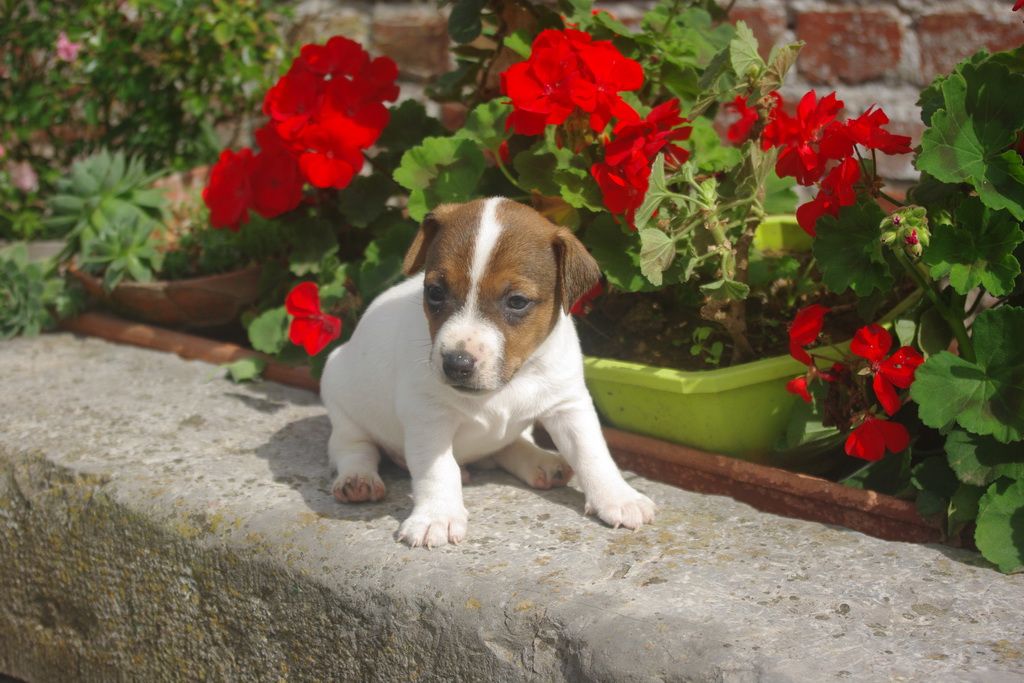 Les Chiens de la Bistade - jack russel 002