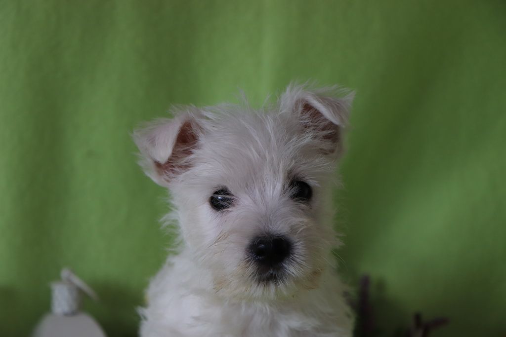 images/contenu/Chiots/westie/004/8-westie_2.jpg