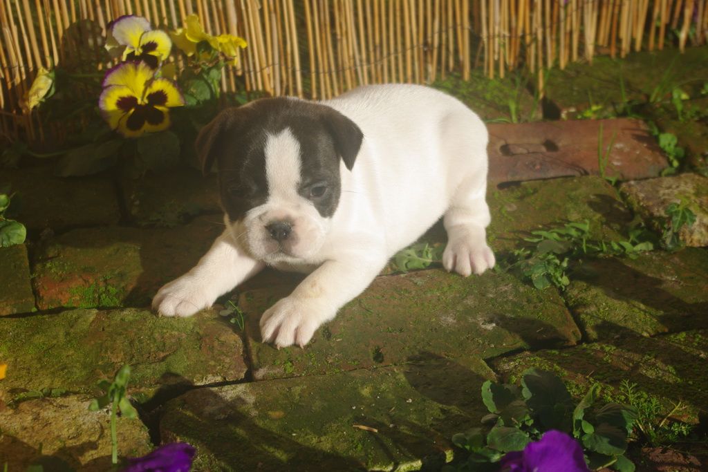 images/contenu/Chiots/Bouledogue/002/9-bouledogue_franais_6.jpg