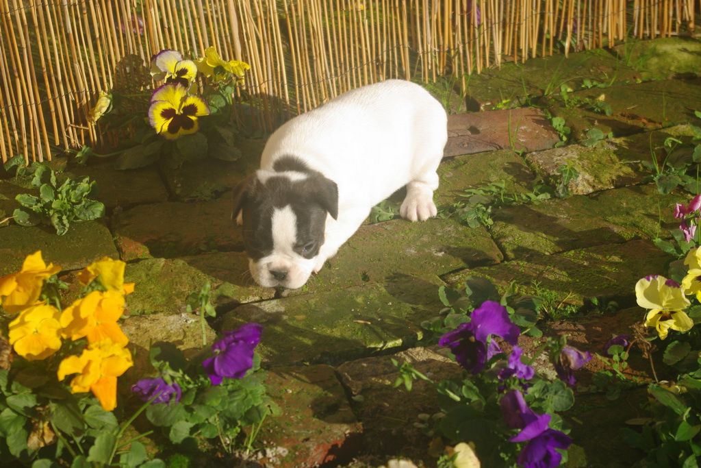 images/contenu/Chiots/Bouledogue/002/9-bouledogue_franais_9.jpg