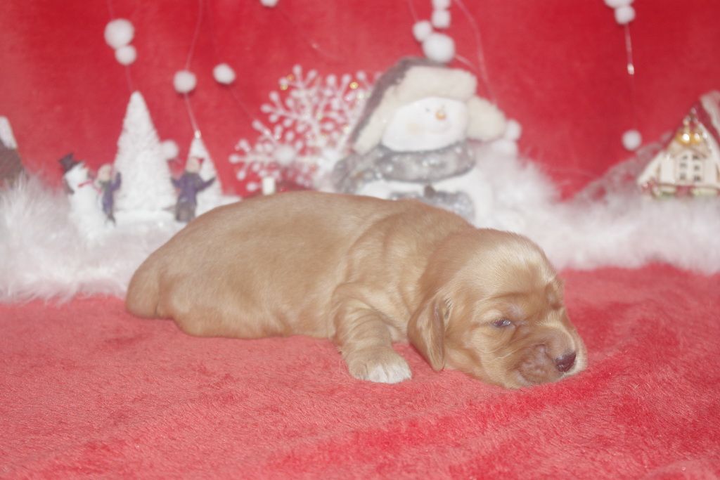 images/contenu/Chiots/Cocker/003/9-cocker_anglais_11.jpg