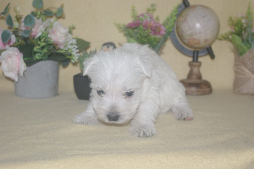 images/contenu/Chiots/westie/003/9-westie_11.jpg