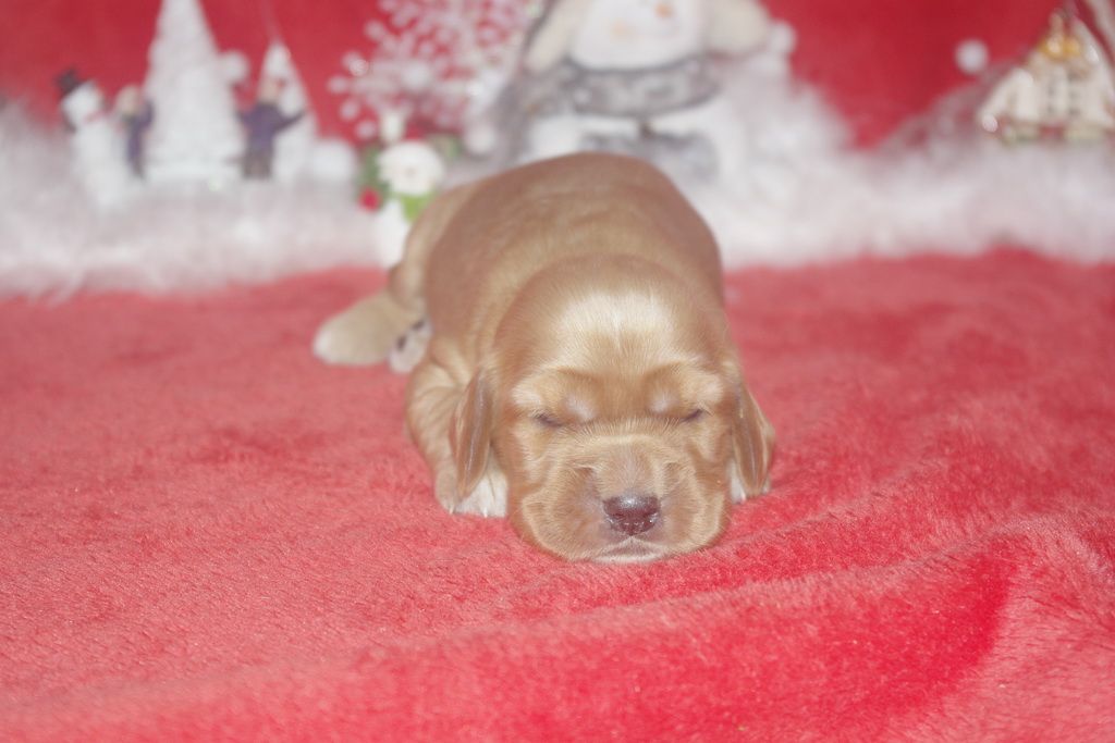 images/contenu/Chiots/Cocker/003/9-cocker_anglais_13.jpg