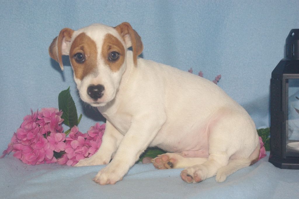 images/contenu/Chiots/jackrussel/005/6-jack_russel_1.jpg
