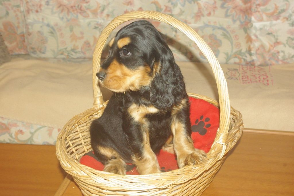 images/contenu/Chiots/Cocker/004/7-cocker_anglais_6.jpg