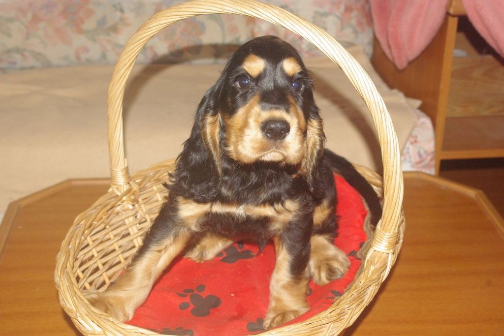 images/contenu/Chiots/Cocker/004/7-cocker_anglais_9.jpg
