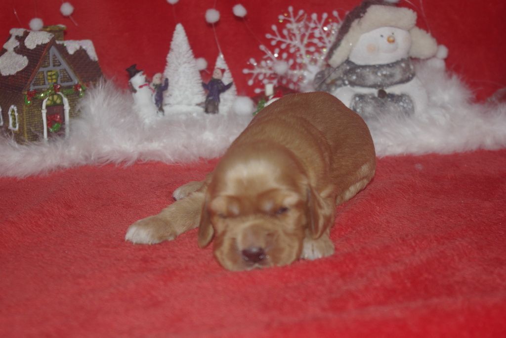 images/contenu/Chiots/Cocker/003/9-cocker_anglais_12.jpg