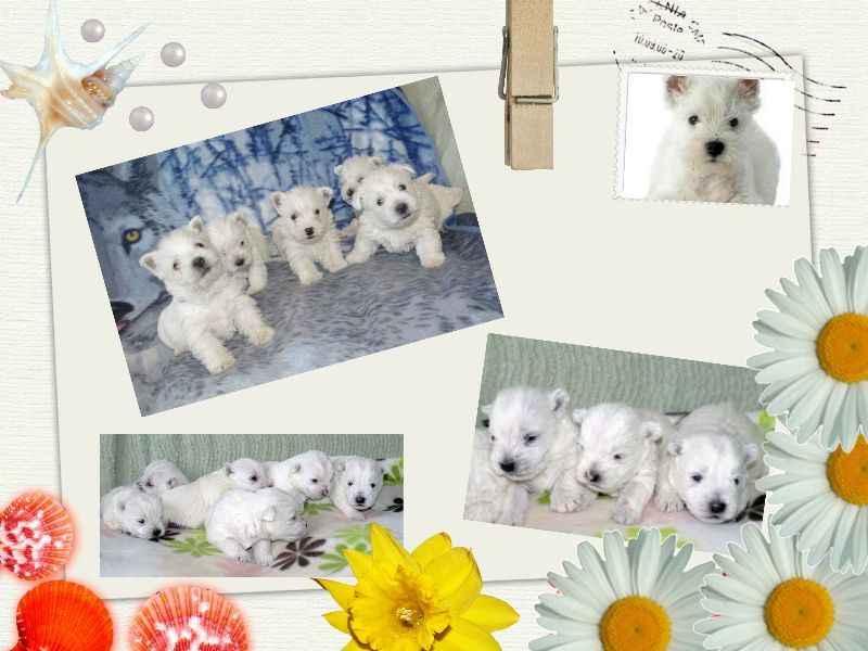 images/contenu/Chiots/westie/pasdechiots/west_white_highland_terrier.jpg