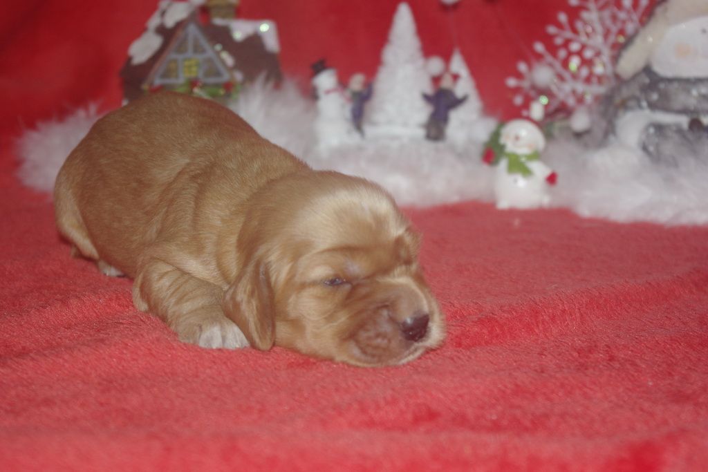 images/contenu/Chiots/Cocker/003/9-cocker_anglais_17.jpg