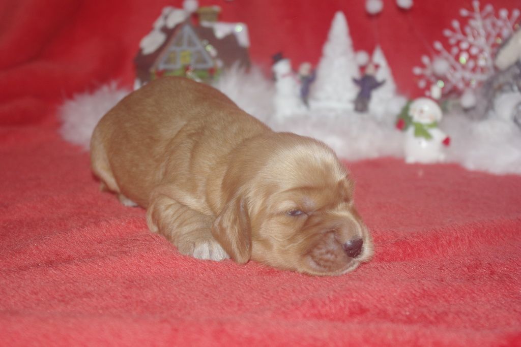images/contenu/Chiots/Cocker/003/9-cocker_anglais_16.jpg