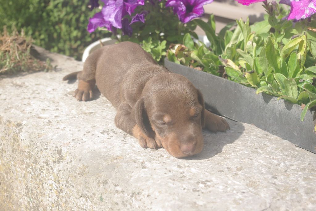 images/contenu/Chiots/teckel/005/9-teckel_7.jpg