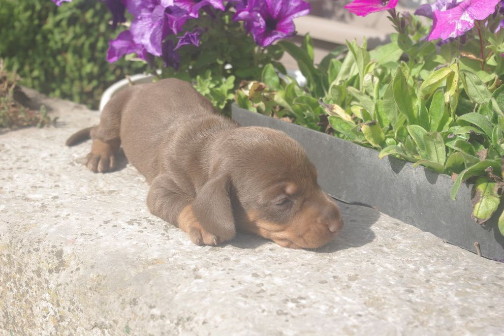 images/contenu/Chiots/teckel/005/9-teckel_8.jpg