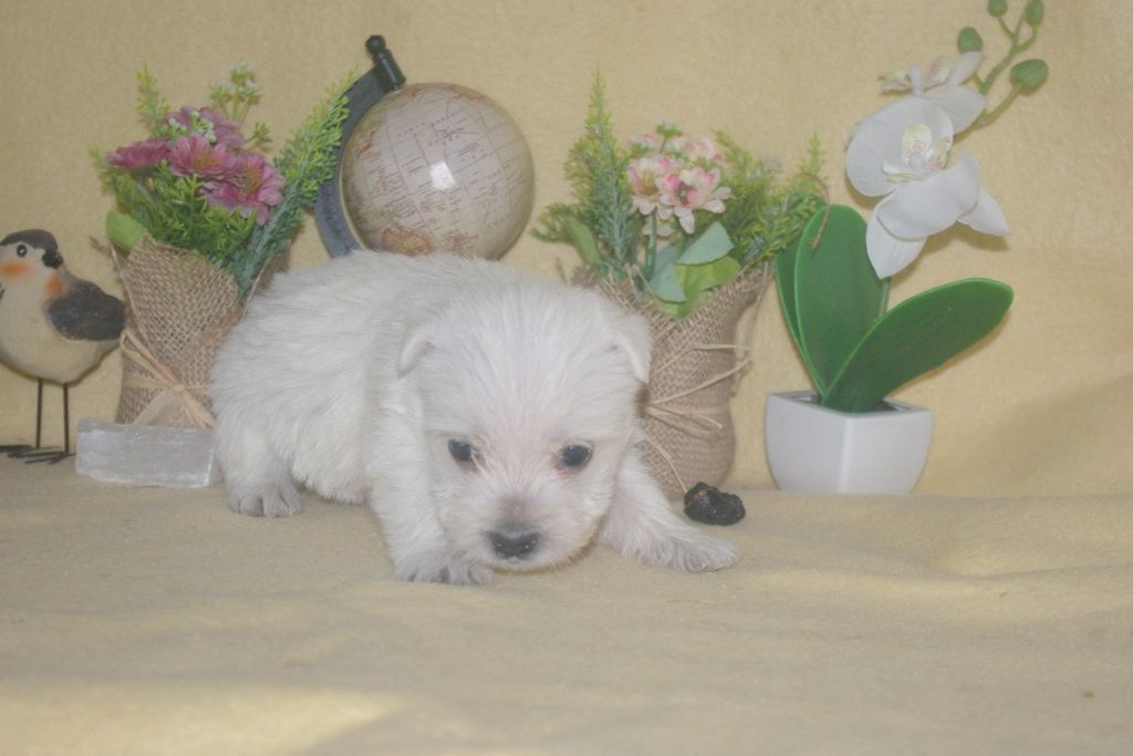 images/contenu/Chiots/westie/004/9-westie_10.jpg