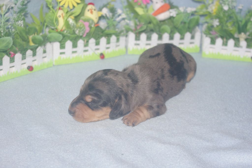 images/contenu/Chiots/teckel/005/teckel_002_9.jpg