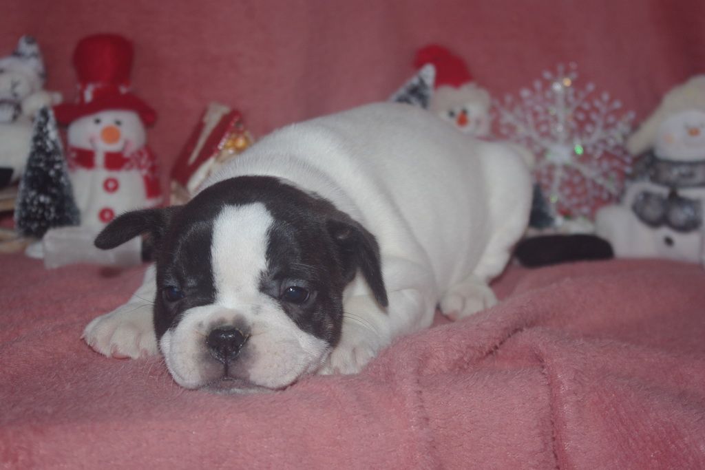 Les Chiens de la Bistade - bouledogue francais 002