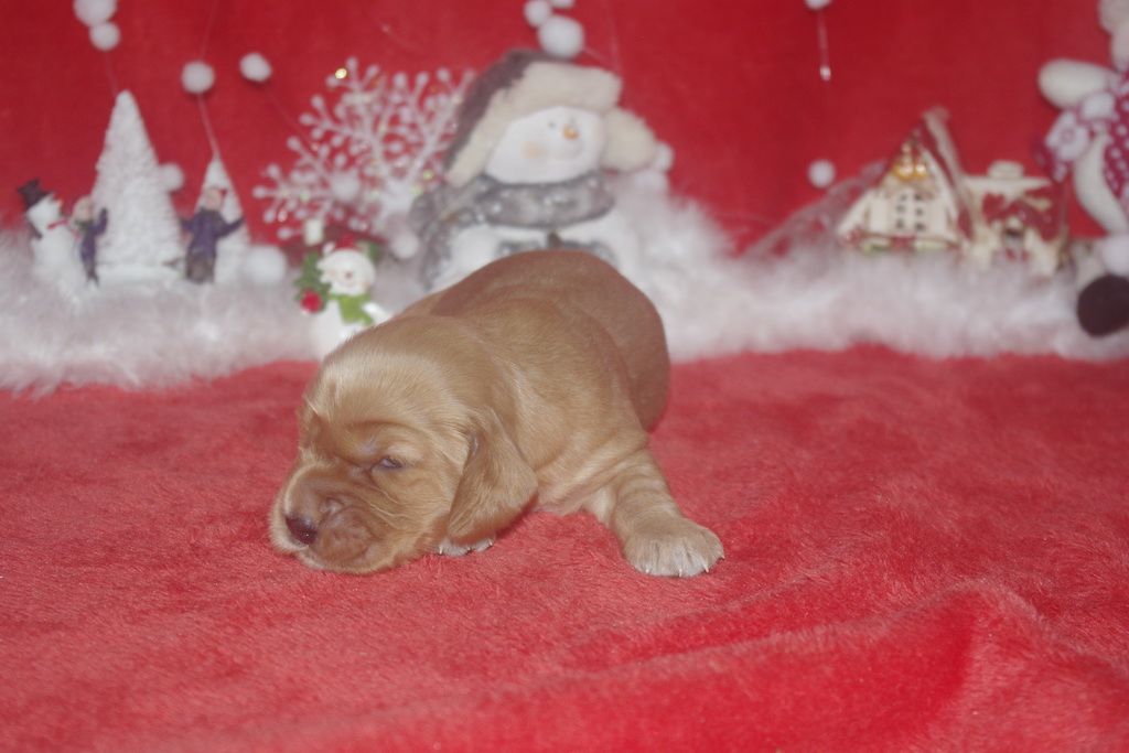 images/contenu/Chiots/Cocker/003/9-cocker_anglais_14.jpg