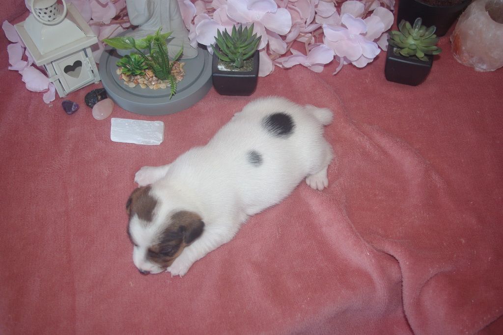 images/contenu/Chiots/jackrussel/002/9-jack_russel_11.jpg