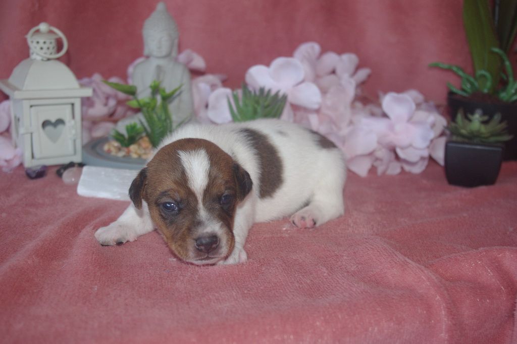 images/contenu/Chiots/jackrussel/003/9-jack_russel_12.jpg