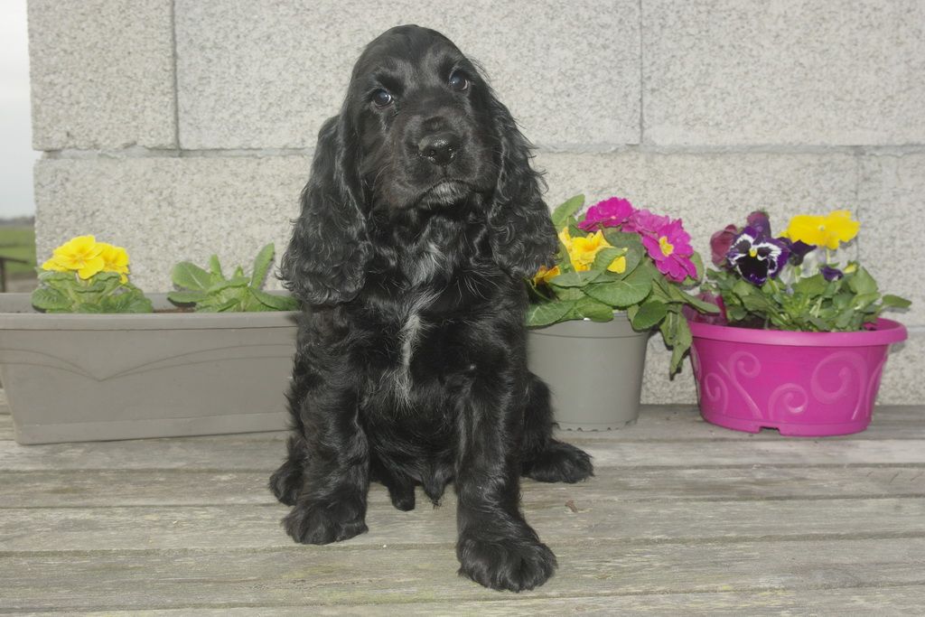 Les Chiens de la Bistade - cocker anglais 004