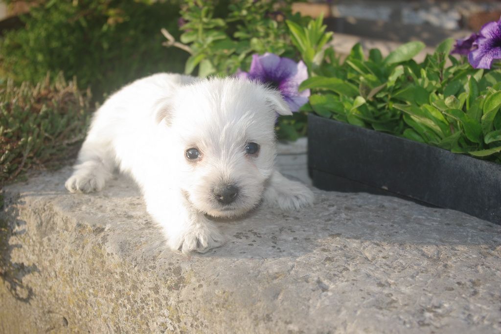 Les Chiens de la Bistade - westie 004