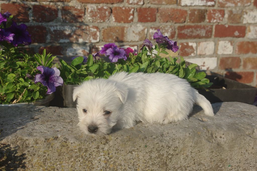 Les Chiens de la Bistade - westie 005