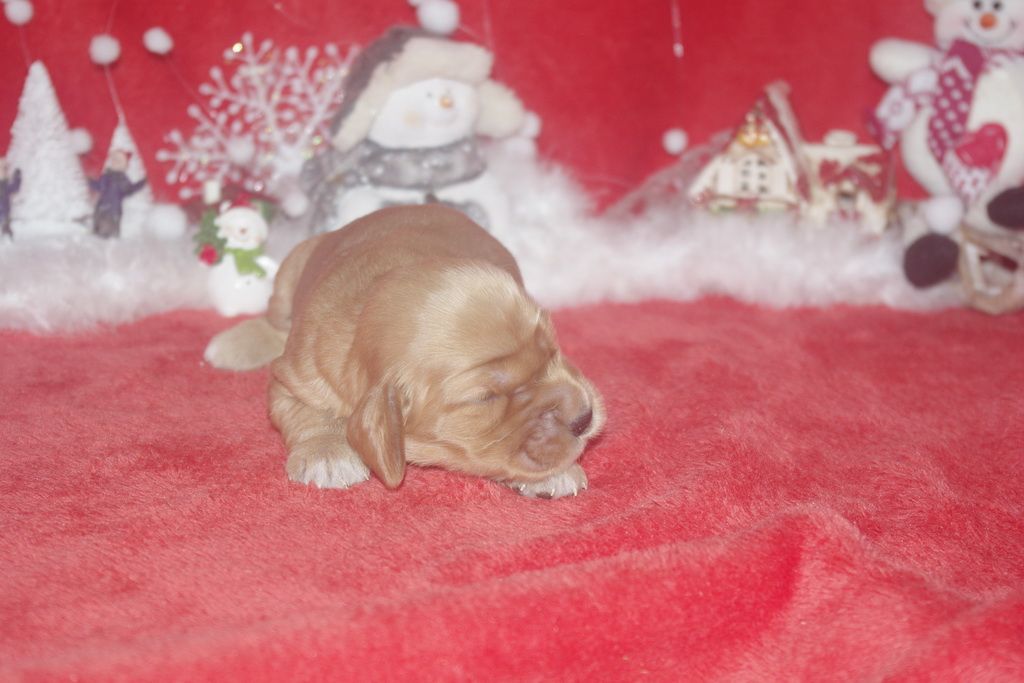 images/contenu/Chiots/Cocker/003/9-cocker_anglais_15.jpg