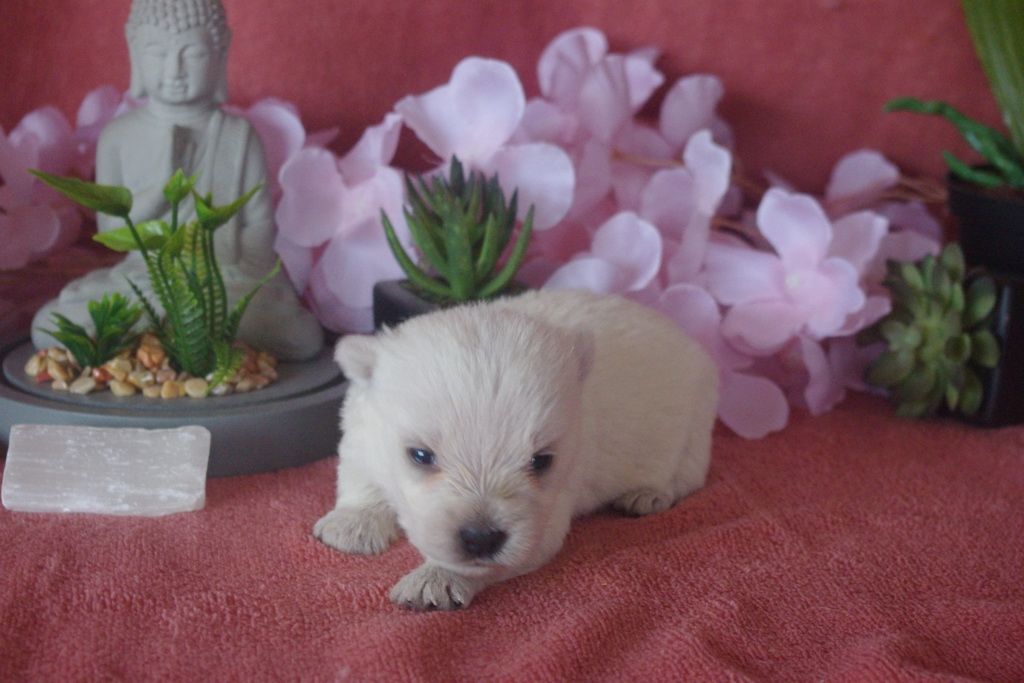 Les Chiens de la Bistade - westie 004