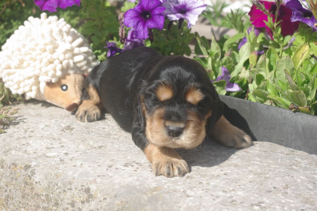 images/contenu/Chiots/Cocker/004/8-cocker_anglais_5.jpg