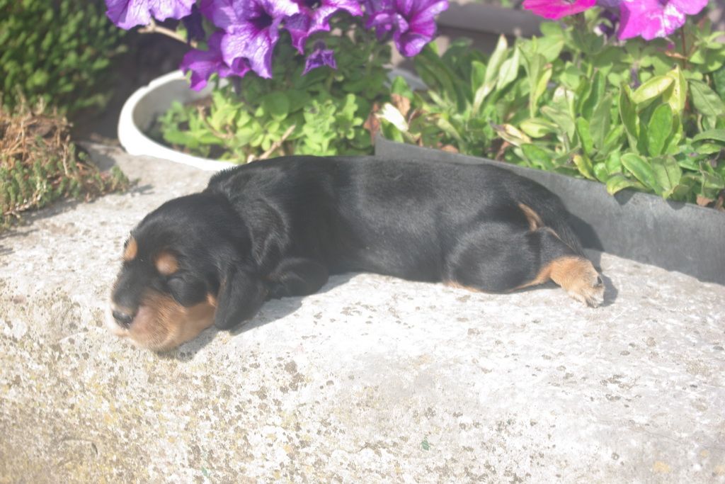 images/contenu/Chiots/Cocker/004/9-cocker_anglais_6.jpg