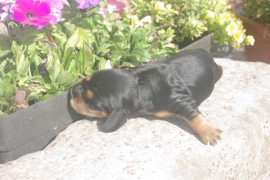 images/contenu/Chiots/Cocker/004/9-cocker_anglais_9.jpg