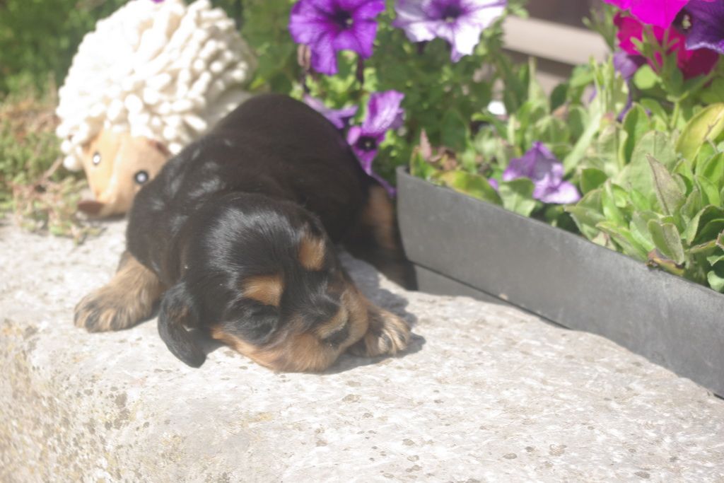 images/contenu/Chiots/Cocker/002/8-cocker_anglais_4.jpg
