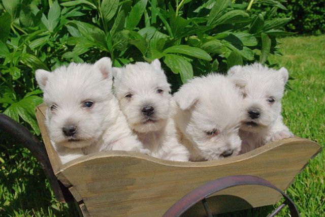 Les Chiens de la Bistade - chiots westie