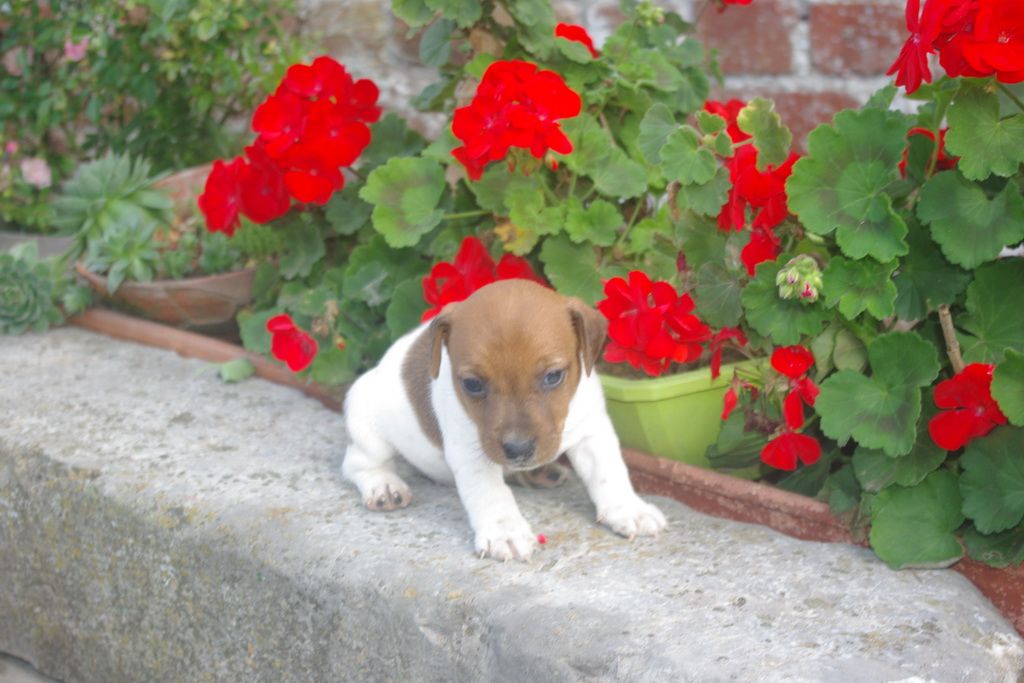 images/contenu/Chiots/jackrussel/004/9-jack_russel_3.jpg
