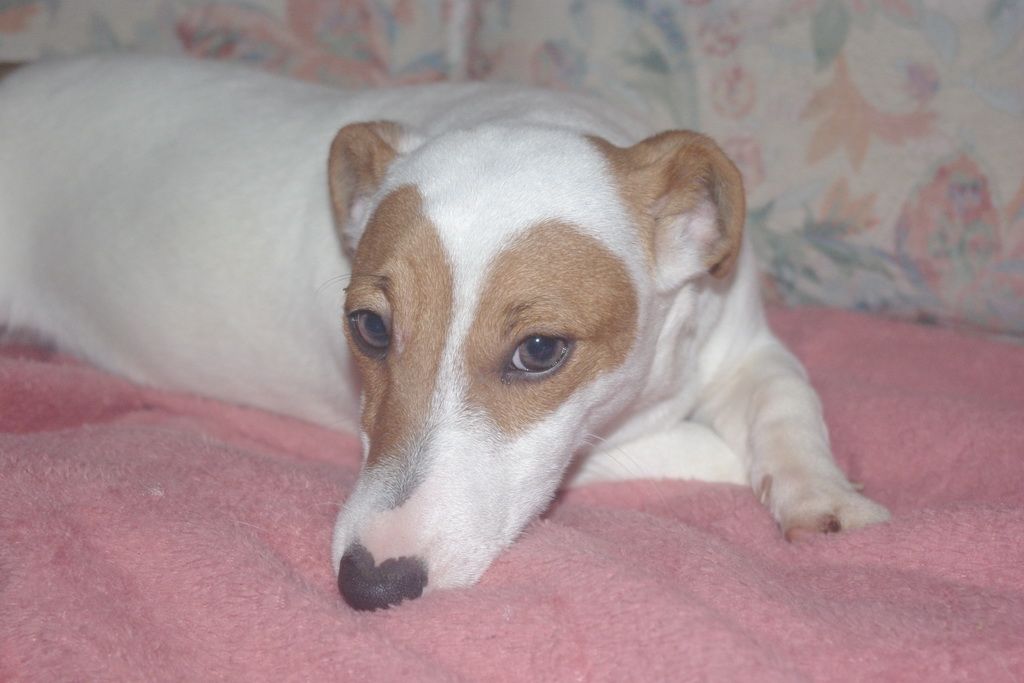 images/contenu/Chiots/jackrussel/005/5-jack_russel_10.jpg