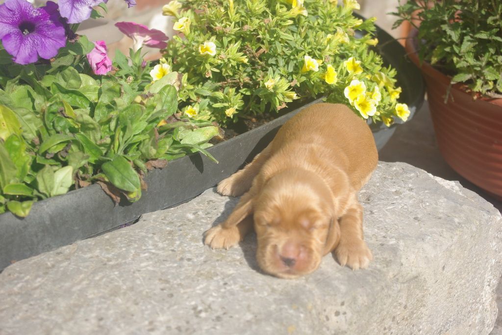 images/contenu/Chiots/Cocker/007/9-cocker_anglais_6.jpg