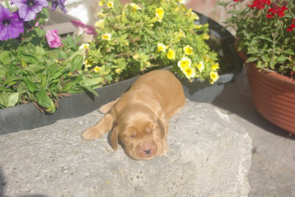 images/contenu/Chiots/Cocker/007/9-cocker_anglais_9.jpg