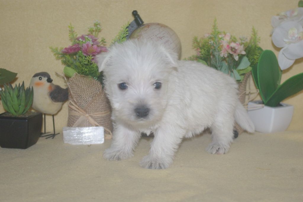 images/contenu/Chiots/westie/003/9-westie_2.jpg