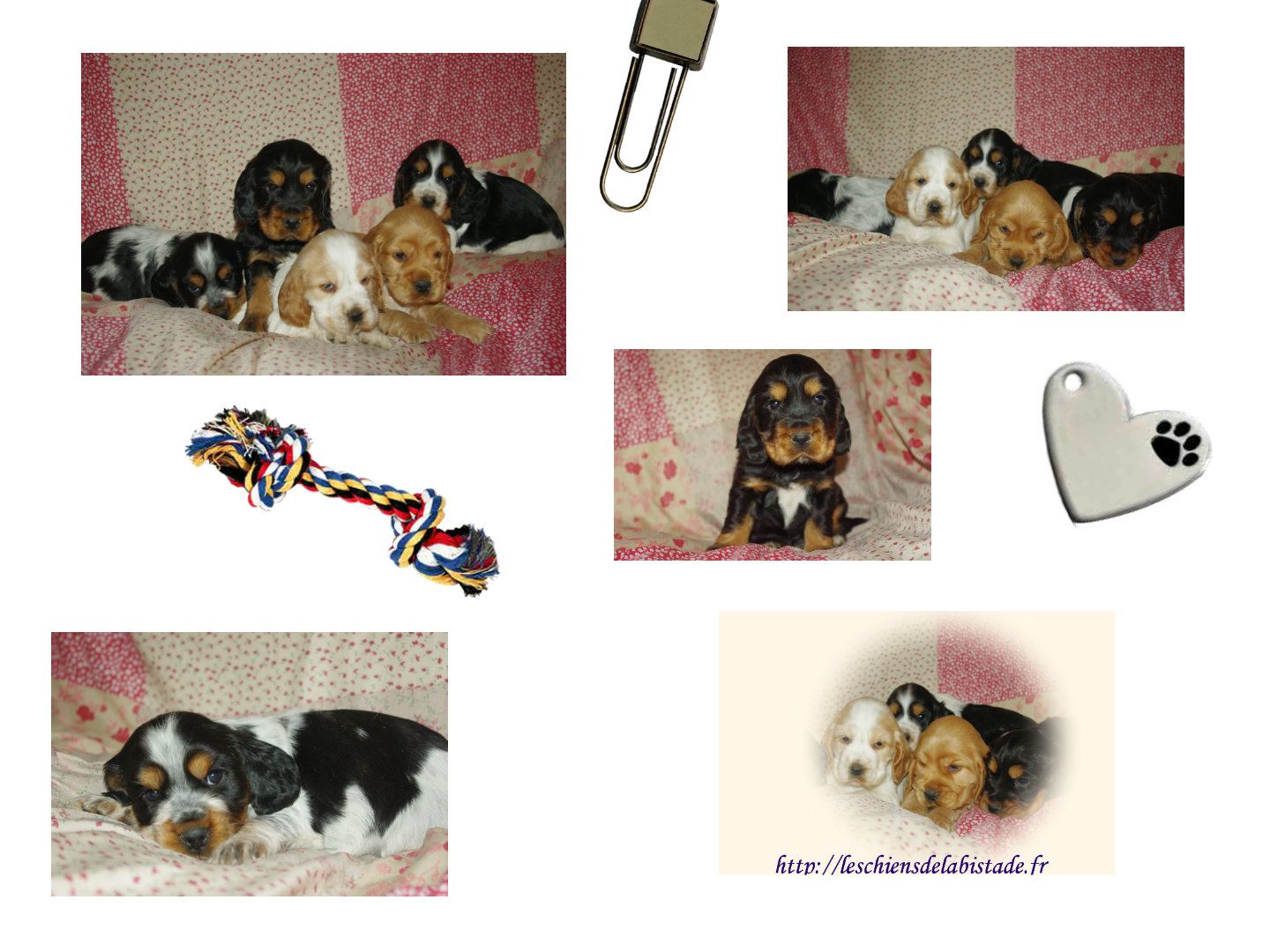 images/contenu/Chiots/Cocker/pasdechiots/cocker_anglais_30.jpg