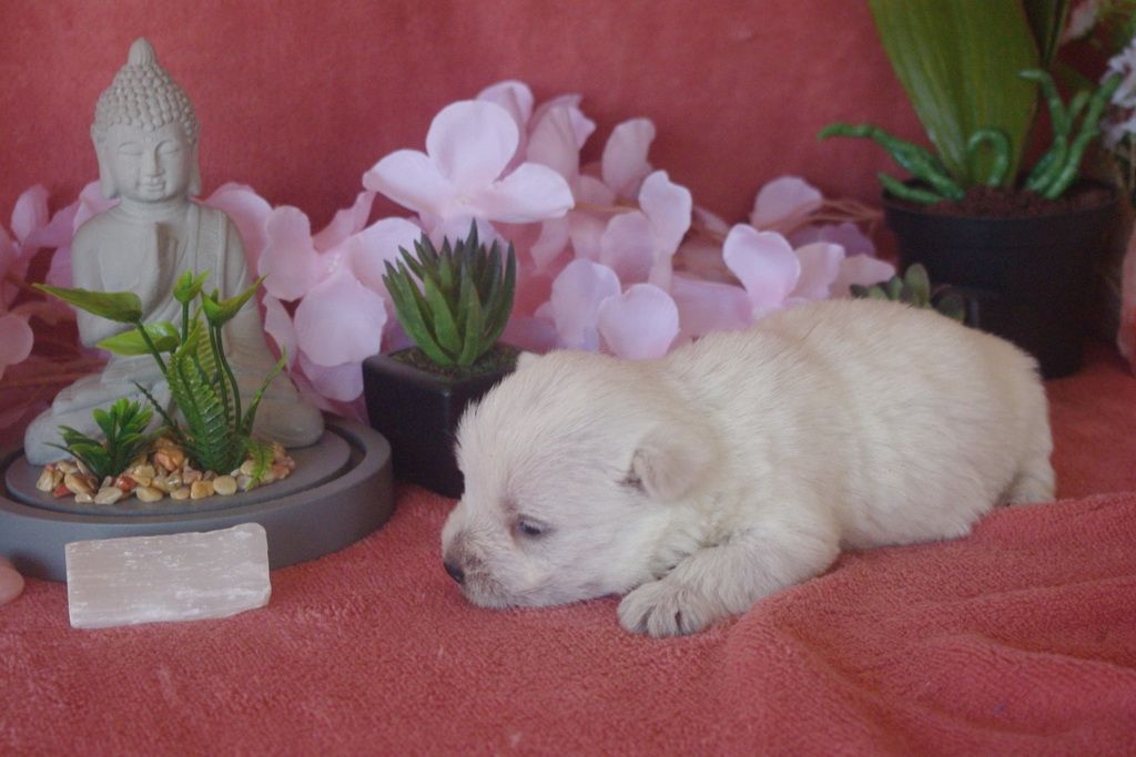 images/contenu/Chiots/westie/005/9-westie_4.jpg