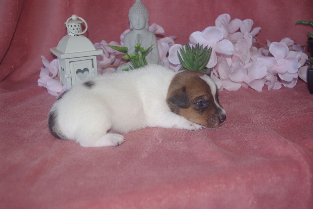 images/contenu/Chiots/jackrussel/003/9-jack_russel_4.jpg
