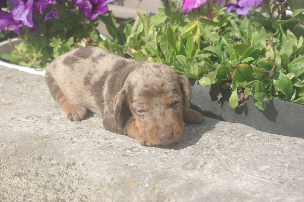 images/contenu/Chiots/teckel/003/9-teckel_6.jpg