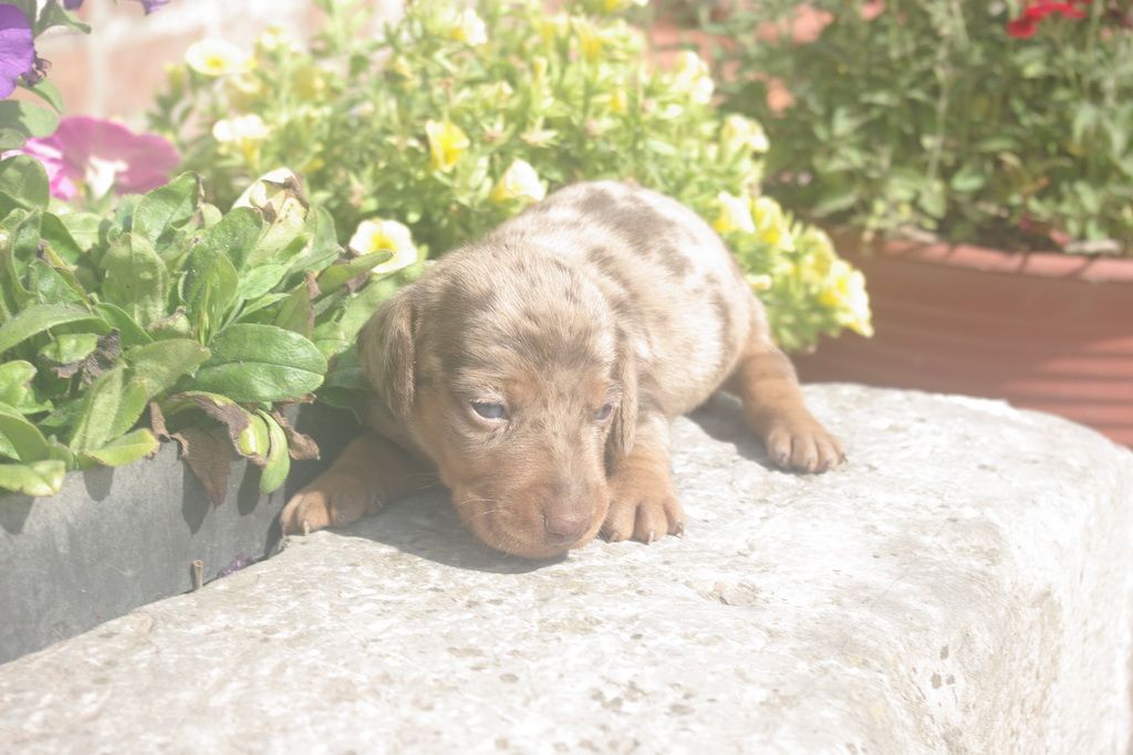 images/contenu/Chiots/teckel/003/9-teckel_9.jpg