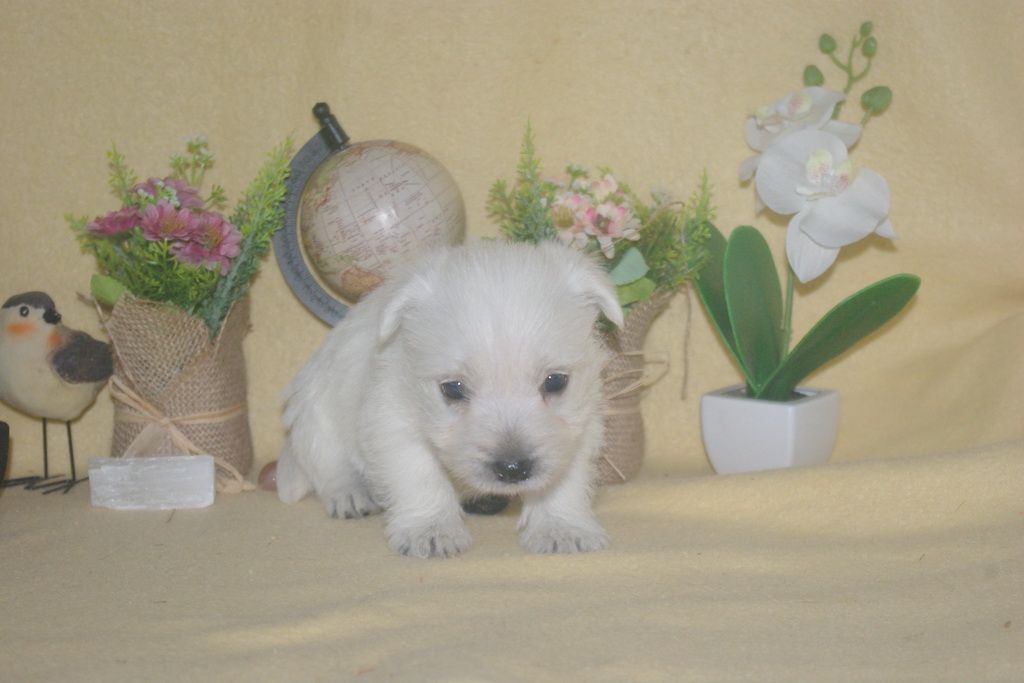 images/contenu/Chiots/westie/002/9-westie_2.jpg