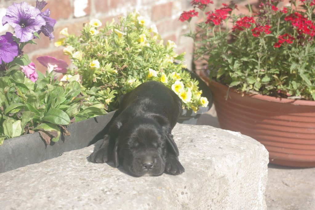 images/contenu/Chiots/Cocker/005/9-cocker_anglais_2.jpg