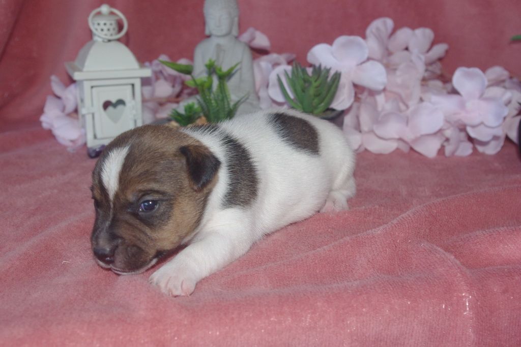images/contenu/Chiots/jackrussel/004/9-jack_russel_12.jpg