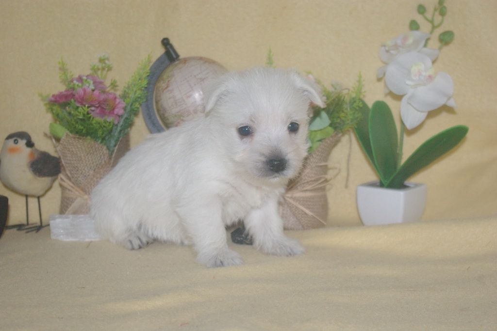 images/contenu/Chiots/westie/002/9-westie_23.jpg